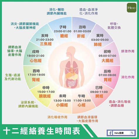 經絡時辰對照|一張圖看十二經絡養生時間表，依循作息養生事半功。